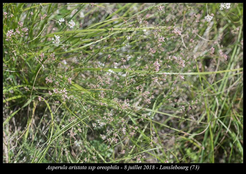 Asperula aristata ssp oreophila